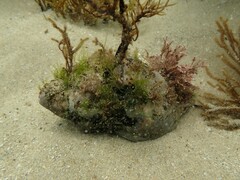 Australaria australasia