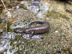 Ambystoma barbouri