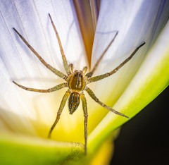 Dolomedes facetus