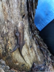 Sceloporus virgatus