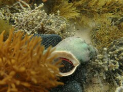 Australaria australasia