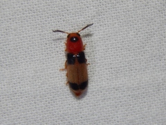 Tenerus variabilis