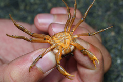 Aparapotamon gracillimum