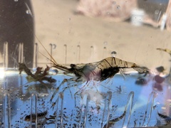 Palaemon pacificus