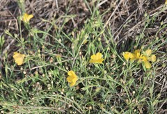 Linum berlandieri