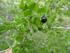 Condalia hookeri