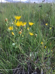 Heterotheca nitidula