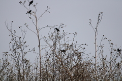 Helianthus argophyllus