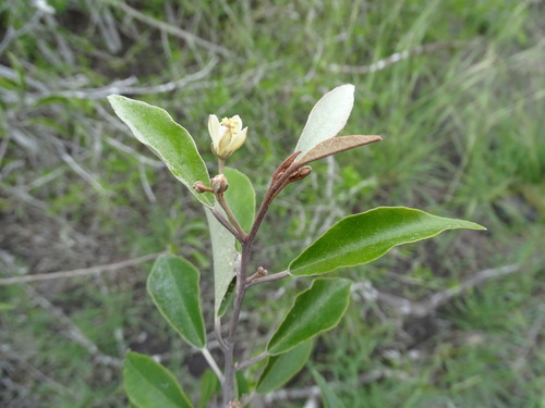 Image of Quadrella incana by (c) Alexis López Hernández, some rights reserved (CC BY)