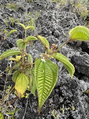 Miconia crenata