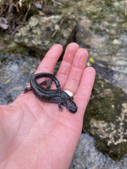 Ambystoma barbouri