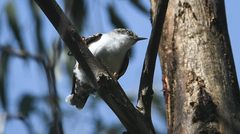 Daphoenositta chrysoptera