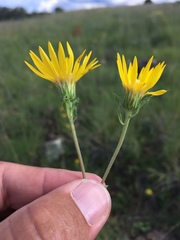 Heterotheca nitidula