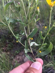 Heterotheca nitidula