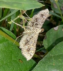 Nausinoe geometralis