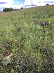 Muhlenbergia montana