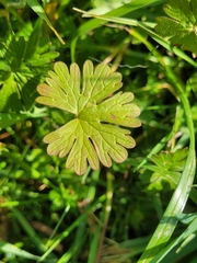Geranium pusillum