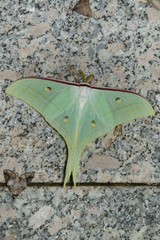 Actias