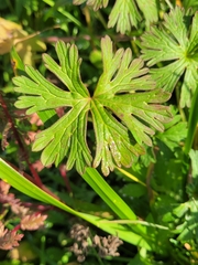Geranium pusillum