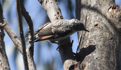 Daphoenositta chrysoptera