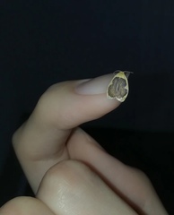 Pseudoblabes oophora