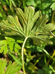 Geranium pusillum