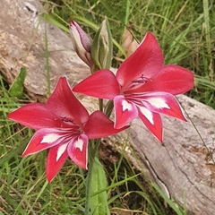 Gladiolus cardinalis