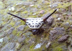 Macracantha arcuata