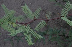 Prosopis velutina