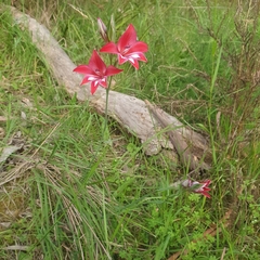 Gladiolus cardinalis