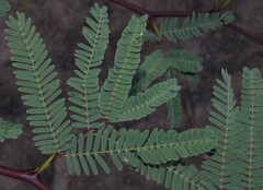 Prosopis velutina