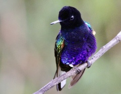 Boissonneaua jardini