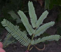 Prosopis velutina