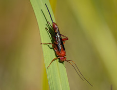 Lissopimpla excelsa