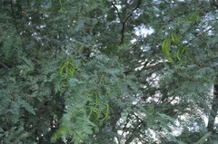 Prosopis velutina