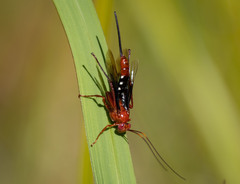 Lissopimpla excelsa