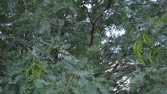 Prosopis velutina