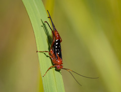 Lissopimpla excelsa