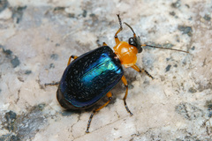 Lebia