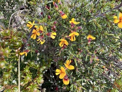 Pultenaea juniperina
