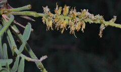 Prosopis velutina