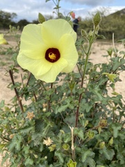 Hibiscus calyphyllus