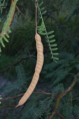 Prosopis velutina