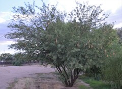 Prosopis velutina