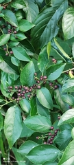 Rhamnus formosana