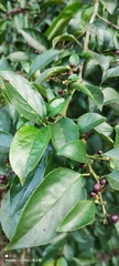 Rhamnus formosana