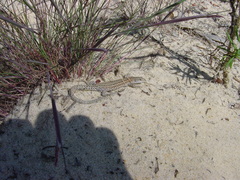 Podarcis carbonelli carbonelli