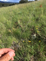 Muhlenbergia montana