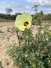 Hibiscus calyphyllus