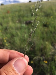Muhlenbergia montana